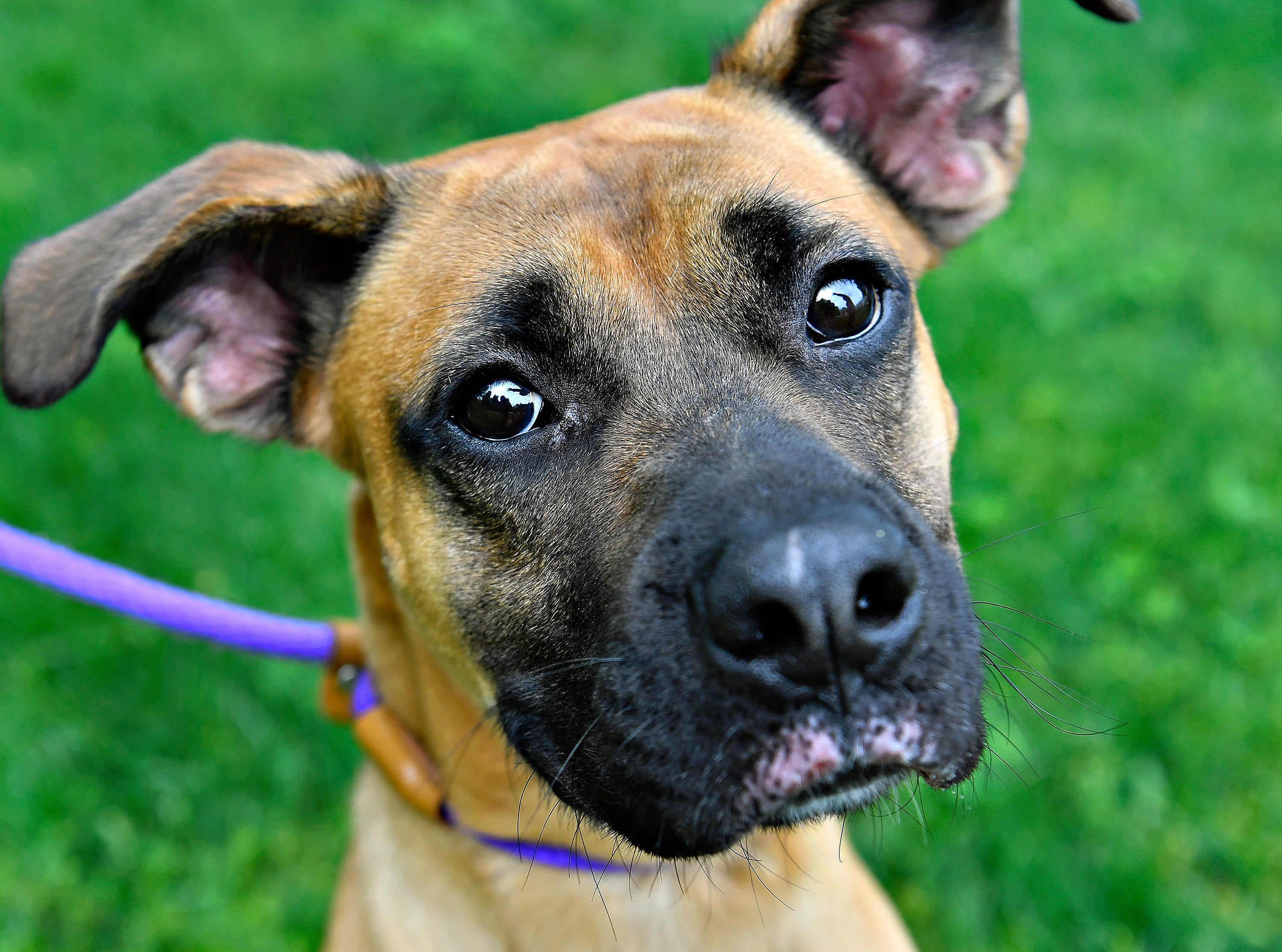 Theodore, a 2-year-old male German shepherd mix, is available for adoption at York County SPCA in Manchester Township, Thursday, May 9, 2024. (Dawn J. Sagert/The York Dispatch)