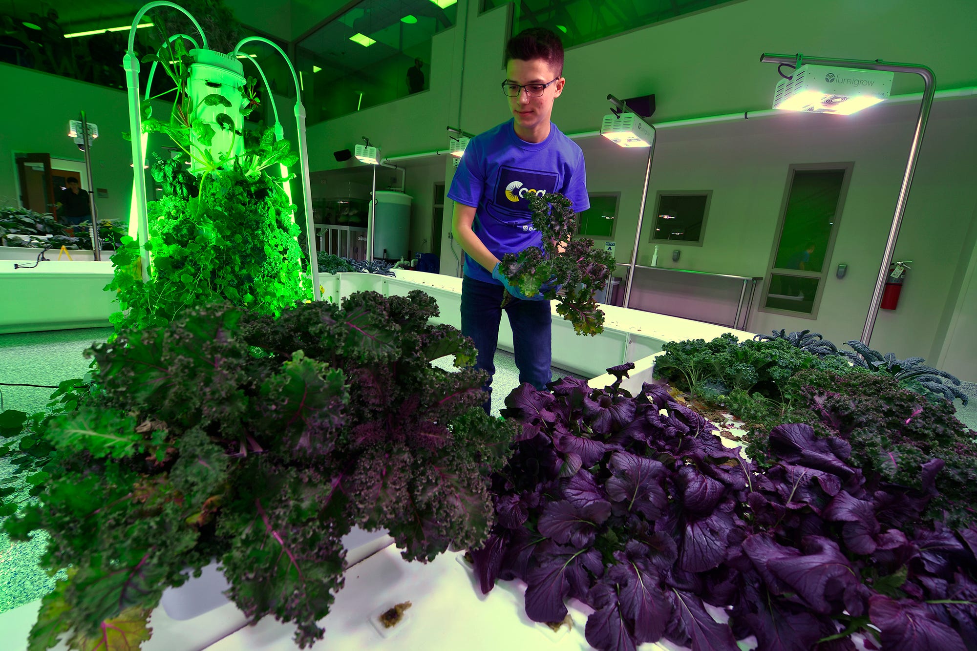 Nathaniel Saxe, a CCA junior from Springettsbury Township, harvests kale at the Agworks aquaponics facility in Harrisburg, Tuesday, January 8, 2019.  
John A. Pavoncello photo