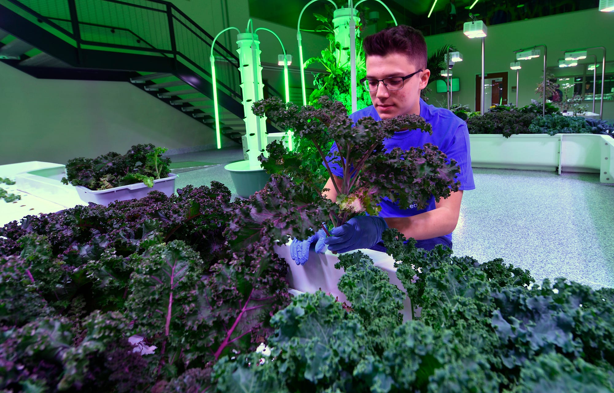 Nathaniel Saxe, a CCA junior from Springettsbury Township, harvests kale at the Agworks aquaponics facility in Harrisburg, Tuesday, January 8, 2019.  
John A. Pavoncello photo