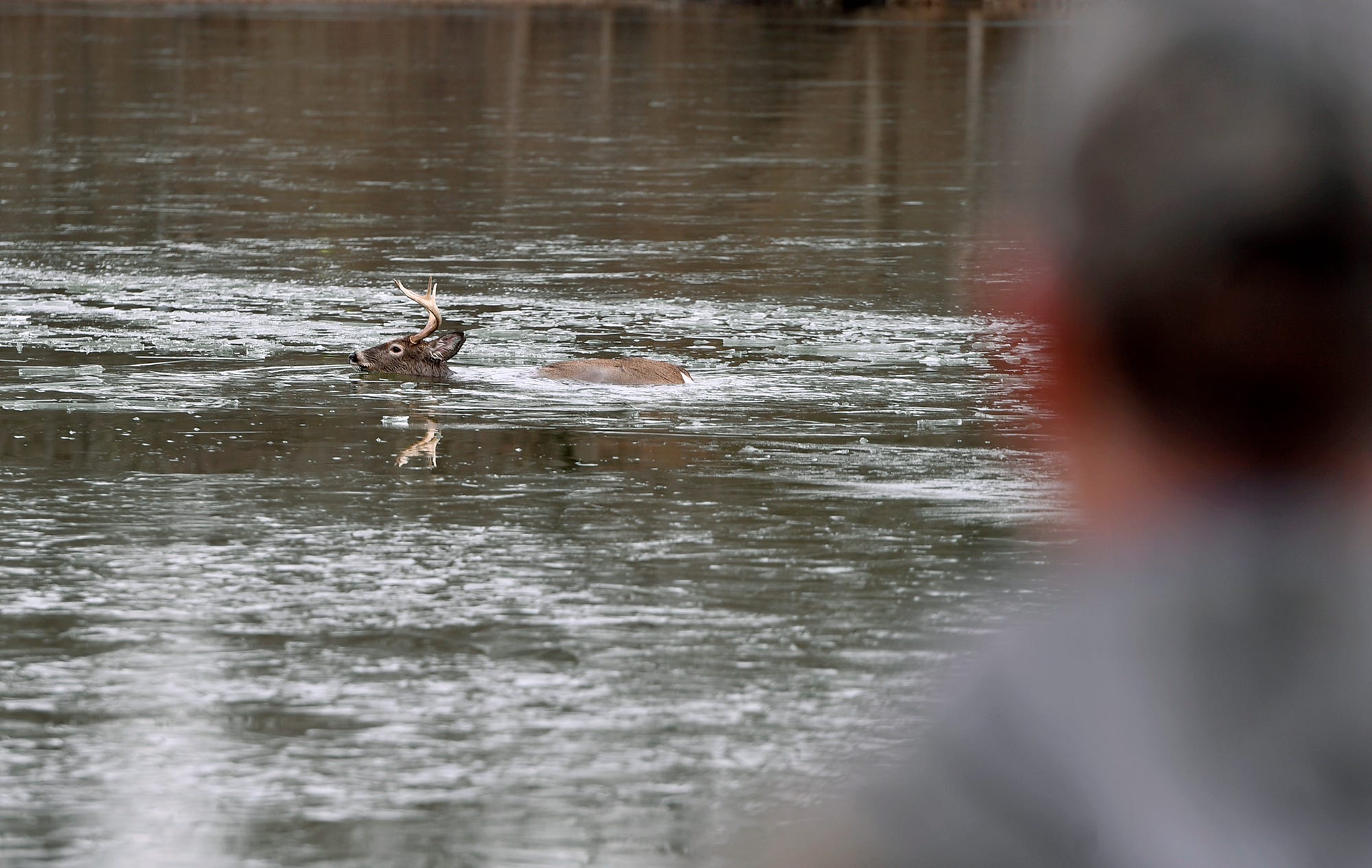 John Stoll Jr. of Wellsville watches a whitetail deer swim to shore after it, along with several others, fell through the ice at Gifford Pinchot State Park, Saturday, January 11, 2019.
John A. Pavoncello photo