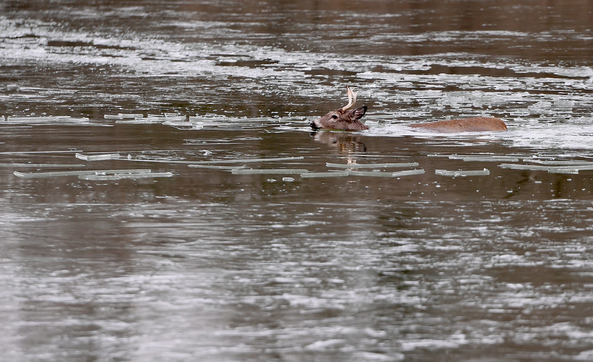 A whitetail buck swims back to shore after falling through the ice at Gifford Pinchot State Park, Saturday, January 11, 2019. Park officials wearing special ice rescue dry suits,  broke up the ice creating a path for the two deer eventually swim to shore.
John A. Pavoncello photo