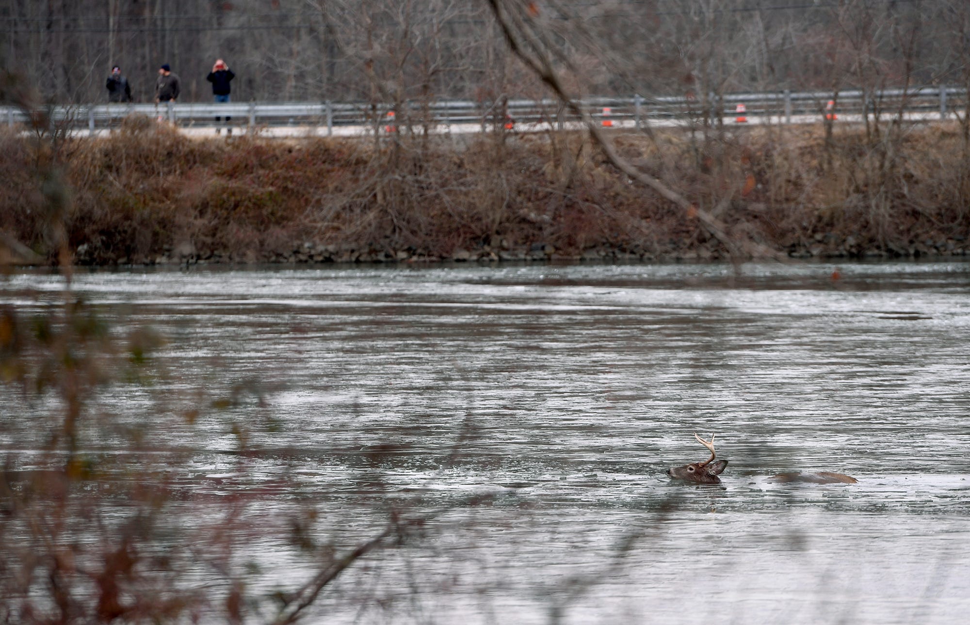 A whitetail buck swims back to shore after falling through the ice at Gifford Pinchot State Park, Saturday, January 11, 2019. Park officials wearing special ice rescue dry suits,  broke up the ice creating a path for the two deer eventually swim to shore.
John A. Pavoncello photo