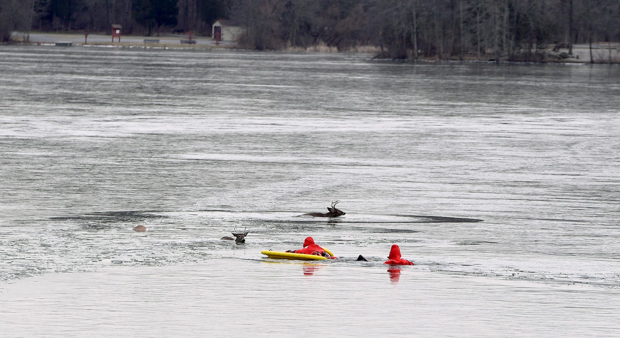 Rescue personnel and park officials attempt to rescue several deer that fell through the ice at Gifford Pinchot State Park, Saturday, January 11, 2019.
John A. Pavoncello photo
