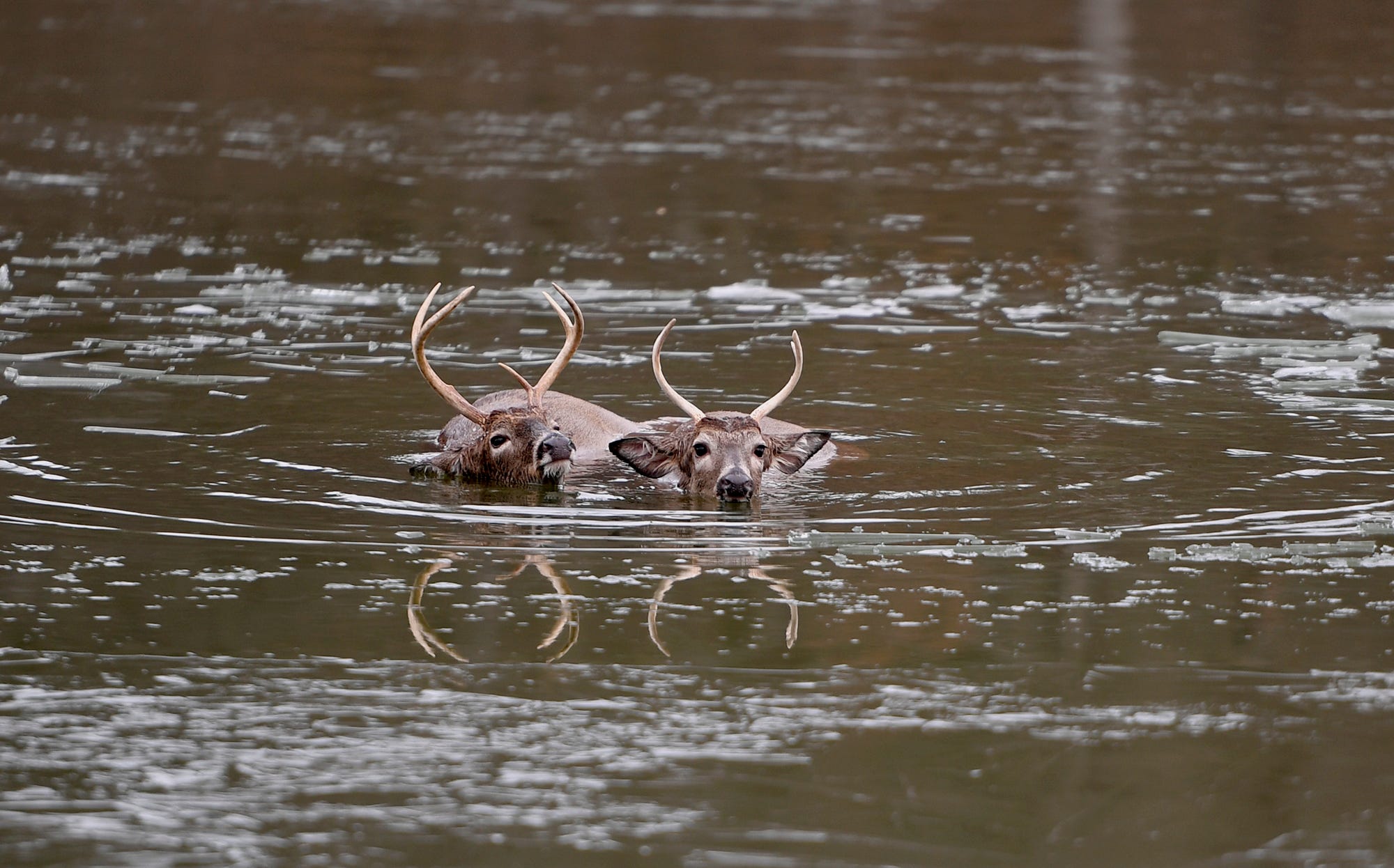 Two whitetail buck struggle after falling through the ice at Gifford Pinchot State Park, Saturday, January 11, 2019. With the help of park officials, who broke up the ice, the two deer eventually made it to shore.
John A. Pavoncello photo