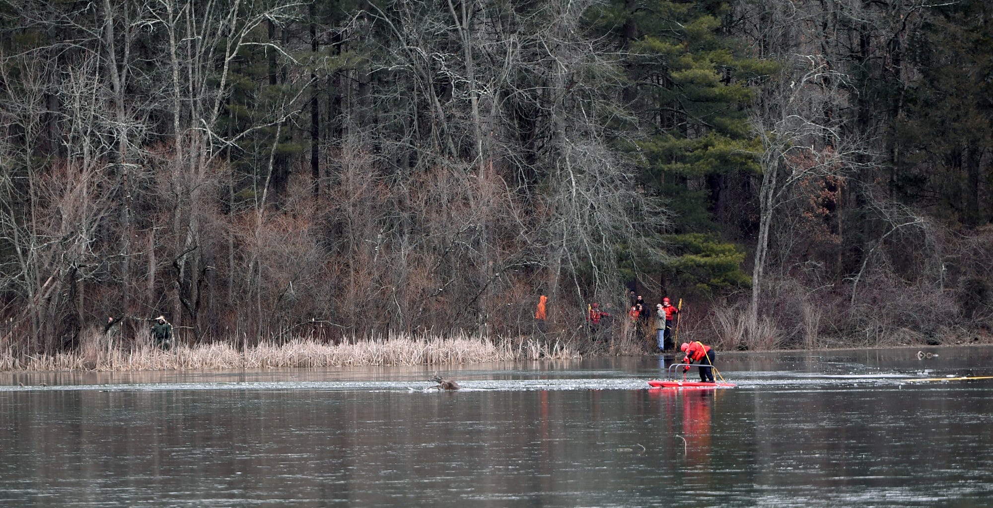 Rescue personnel and park officials attempt to rescue several deer that fell through the ice at Gifford Pinchot State Park, Saturday, January 11, 2019.
John A. Pavoncello photo