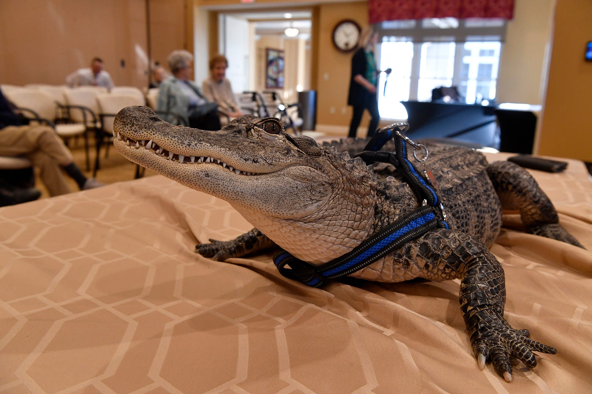 Wally, a five-foot American alligator, hangs out with seniors at SpiriTrust Lutheran Village at Sprenkle Drive, Monday, January 14, 2019.
John A. Pavoncello photo