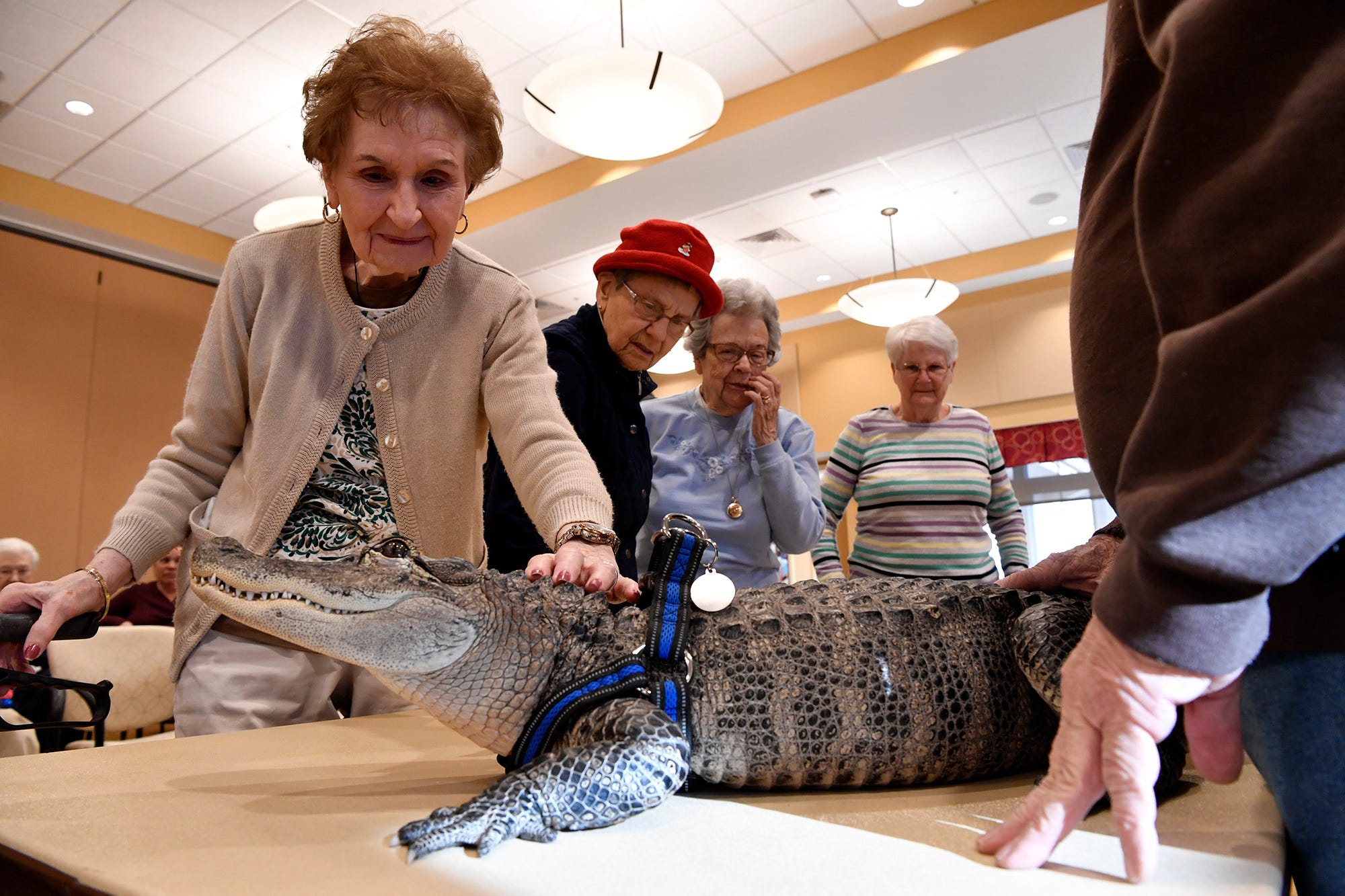 Gloria Waston, 90 left, Blanche Hake, 84, and Alice Brown, 80, visit with Wally the alligator at SpiriTrust Lutheran's Village at Sprenkle Drive, Monday, January 14, 2019.  
John A. Pavoncello photo