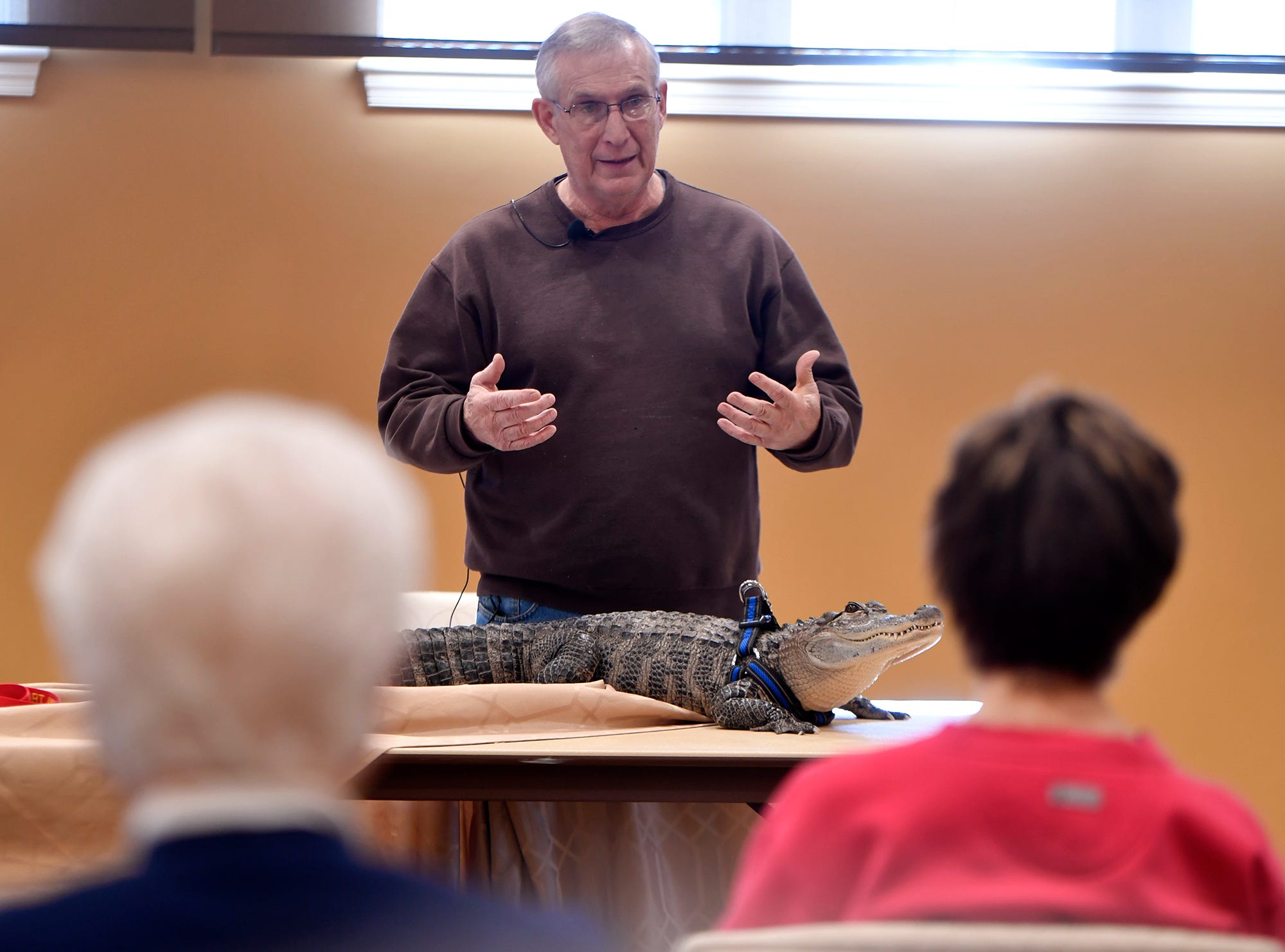 Joie Henney of Strinestown and his American alligator Wally visit seniors at the SpiriTrust Lutheran Village at Sprenkle Drive, Monday, January 14, 2019
John A. Pavoncello photo