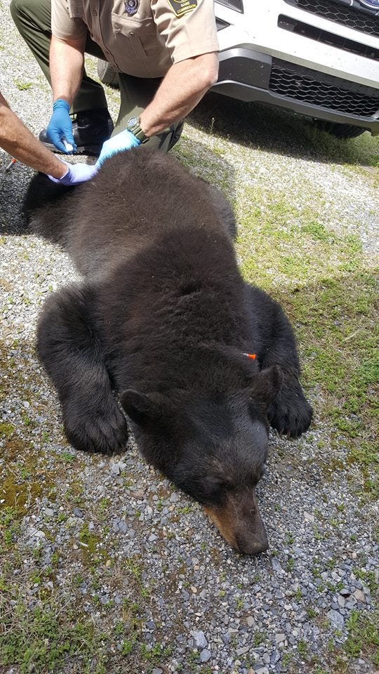 Pennsylvania Game Commission wardens do testing on a bear they trapped in Hellam Twp. on April 23, 2019. Wardens made a stop at the York County Conservation District's student Envirothon before relocating the bear, officials said.