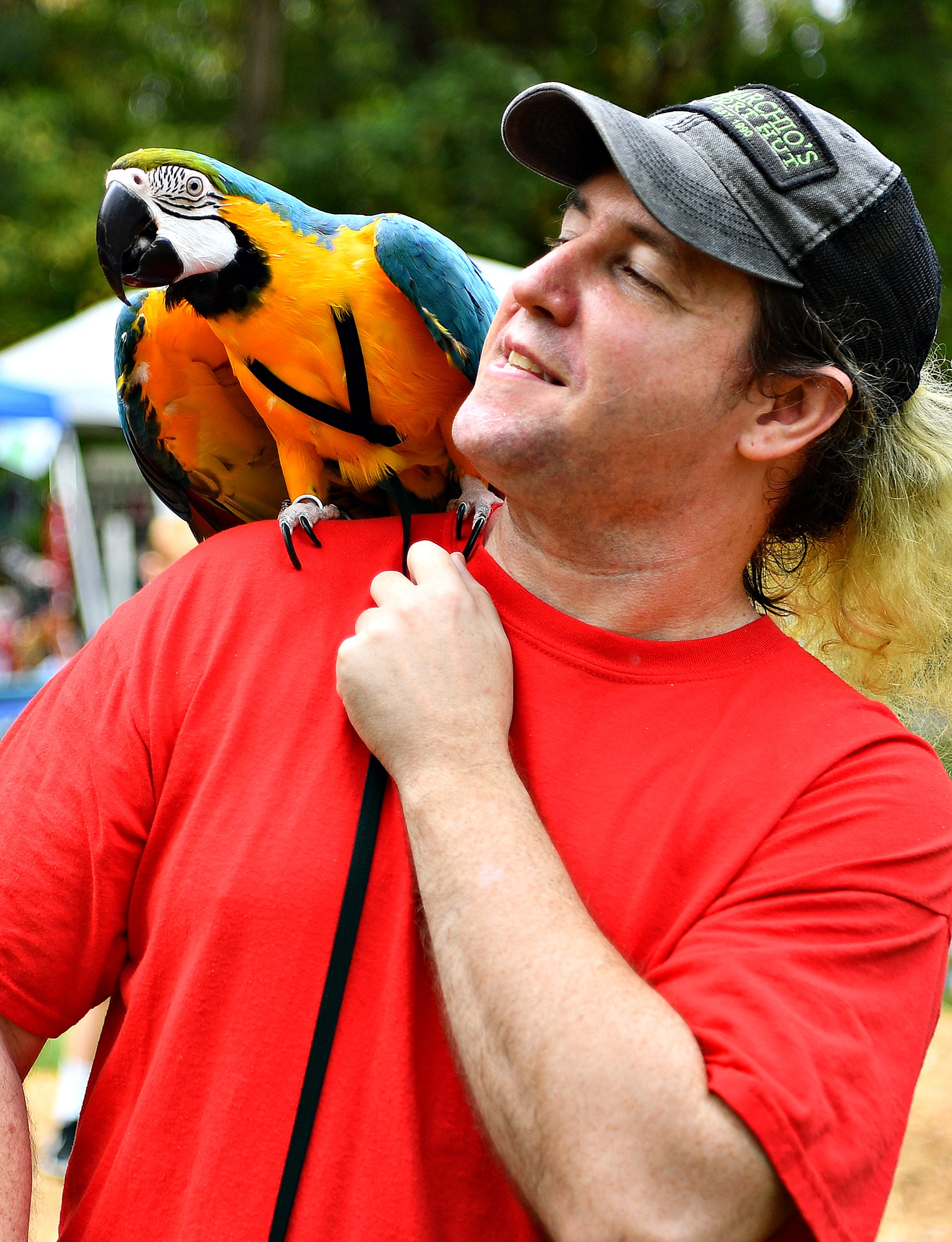Chuck Nelson, of Hanover, walks about with 6-year-old Loki, a blue and gold macaw, during  the 8th annual Pagan Pride Festival at Samuel S. Lewis State Park in Lower Windsor Township, Saturday, Sept. 28, 2019. Dawn J. Sagert photo