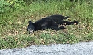This black bear was illegally shot and killed Springettsbury Twp. on Sept. 13, 2019, allegedly by a township resident, according to the state Game Commission.