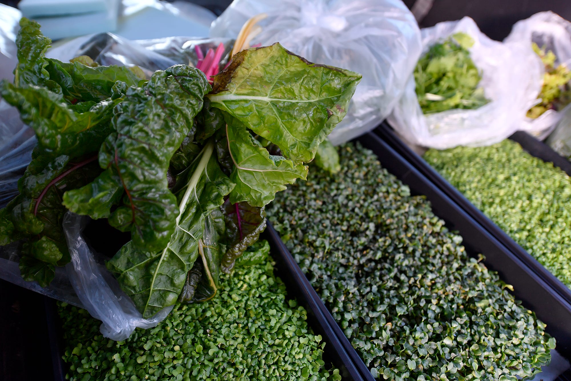Swiss Chard, top left, and mustard, radish and oregano micro-greens, are packaged up for Victoria Close, owner of Crostwater Distilled Spirits. Students at Cedar Cliff and Red Land High Schools are developing green thumbs with the West Shore Aquaponics lab. 
Tuesday, December 3, 2019
John A. Pavoncello photo
