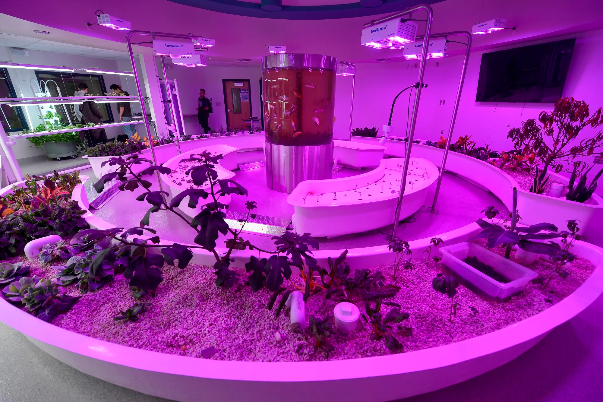 Students at West Shore School District are developing green thumbs with the West Shore Aquaponics lab. 
Tuesday, December 3, 2019
John A. Pavoncello photo