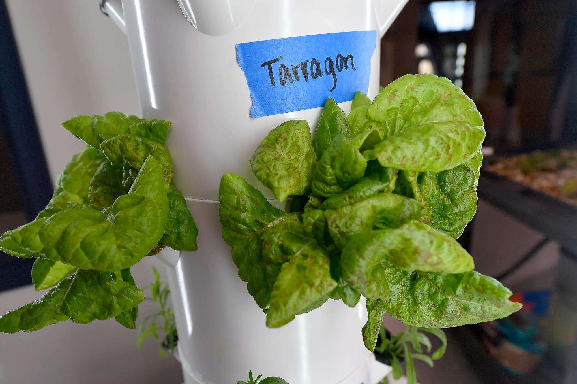 Taragon and other herbs are grown by students from West Shore School District at the Cedar Crest High School aquaponics lab, Tuesday, December 3, 2019
John A. Pavoncello photo