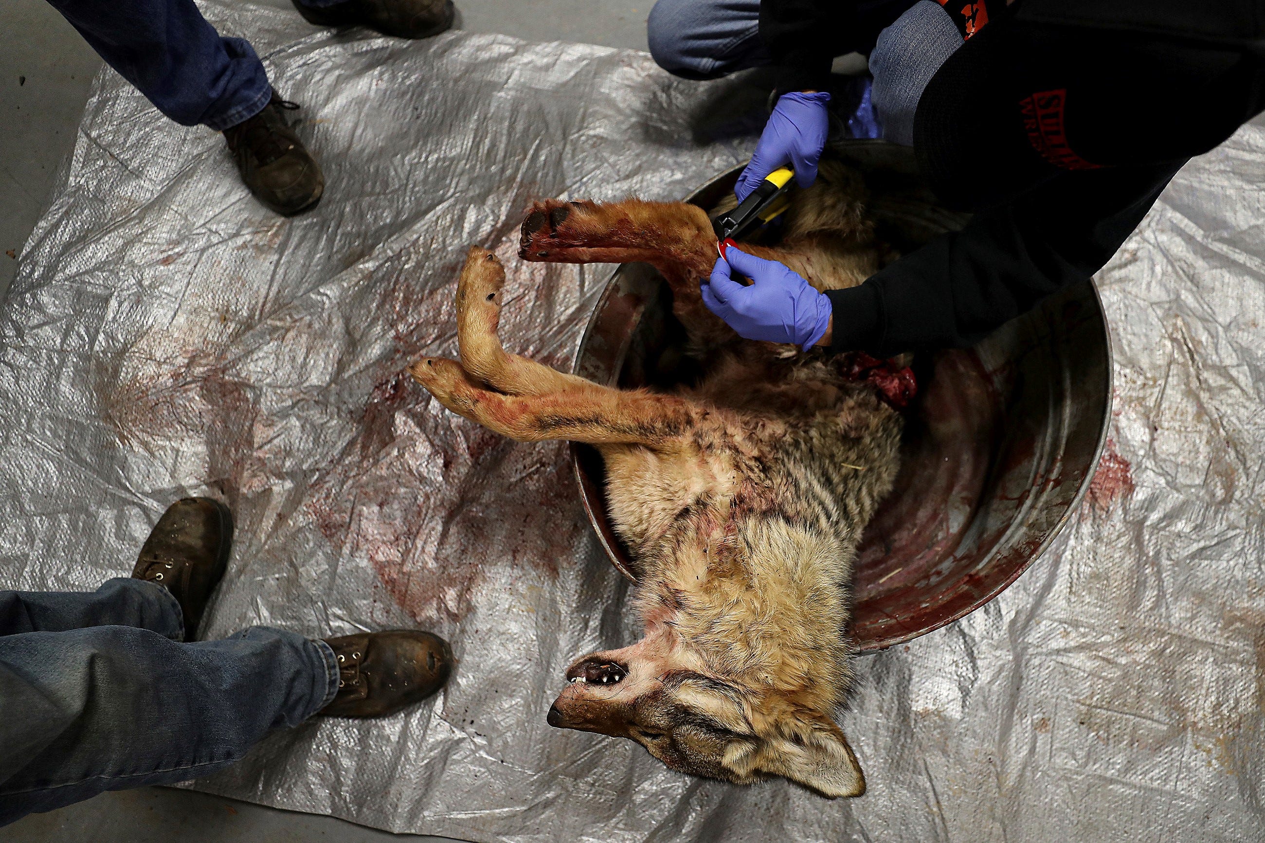 Organizers tag one of the coyotes brought into the firehouse during the 17th annual Sullivan County Coyote Hunt in Laporte, Pa., Sunday, Feb. 23, 2020. Although proponents say the coyote population needs to be controlled, many opponents of these killing contest-style hunts say they're barbaric and disrupt the natural balance, taking out a keystone predator that controls rodent and pest populations and keeps feral cats, raccoons, and skunks in check as well. (David Maialetti/The Philadelphia Inquirer via AP)