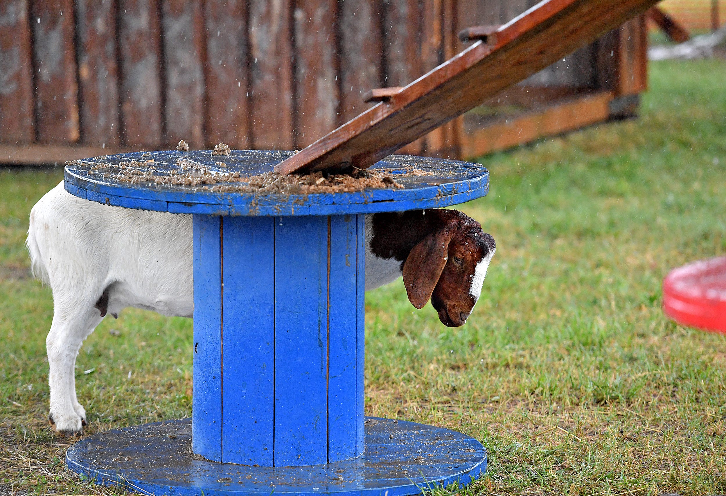 A goat finds shelter under the edge of a table to stay out of the rain during the final day of York State Fair in York, Pa., Sunday, July 31, 2022. Dawn J. Sagert/The York Dispatch